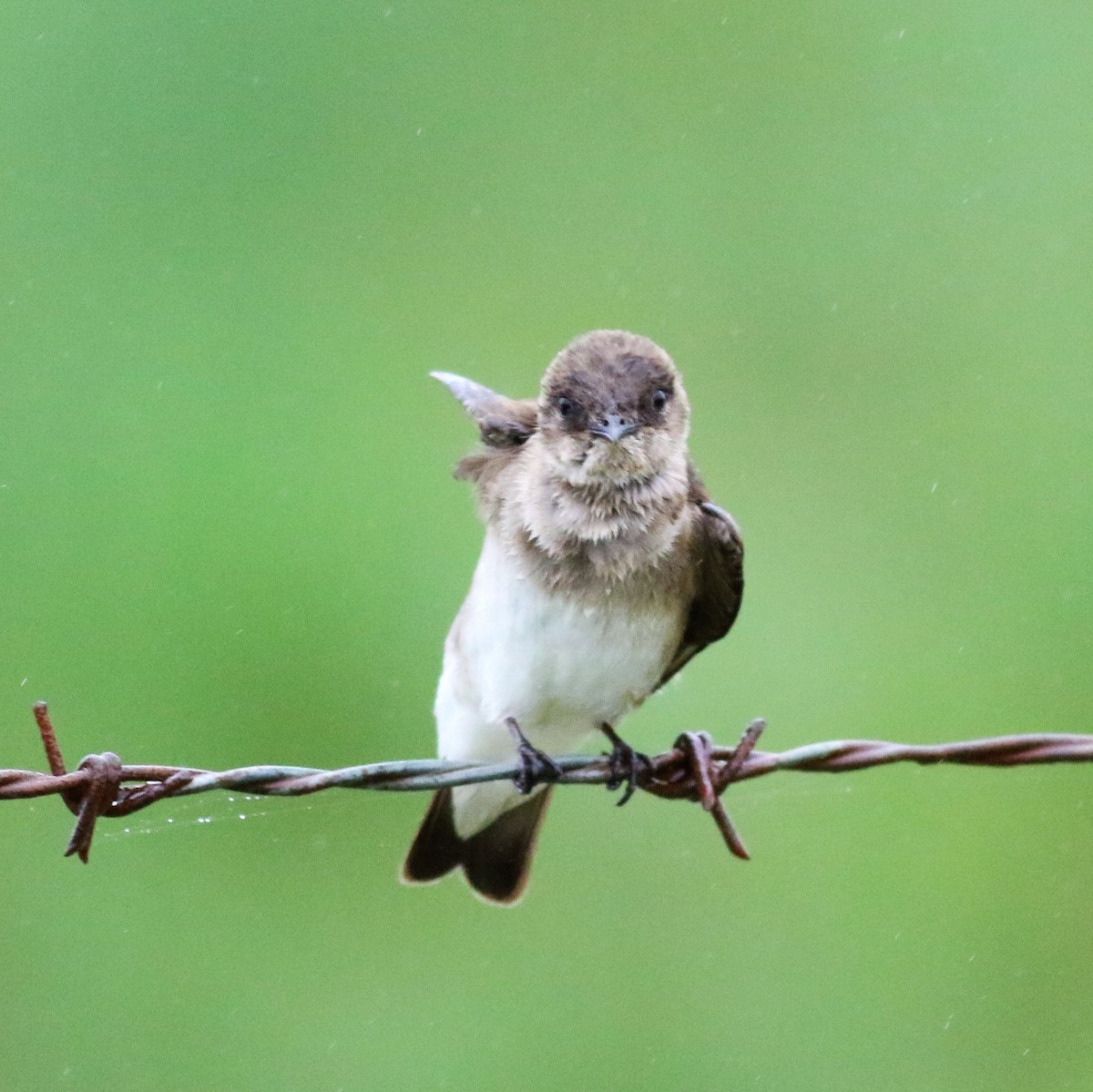 Hirondelle à ailes hérissées - ML92661401