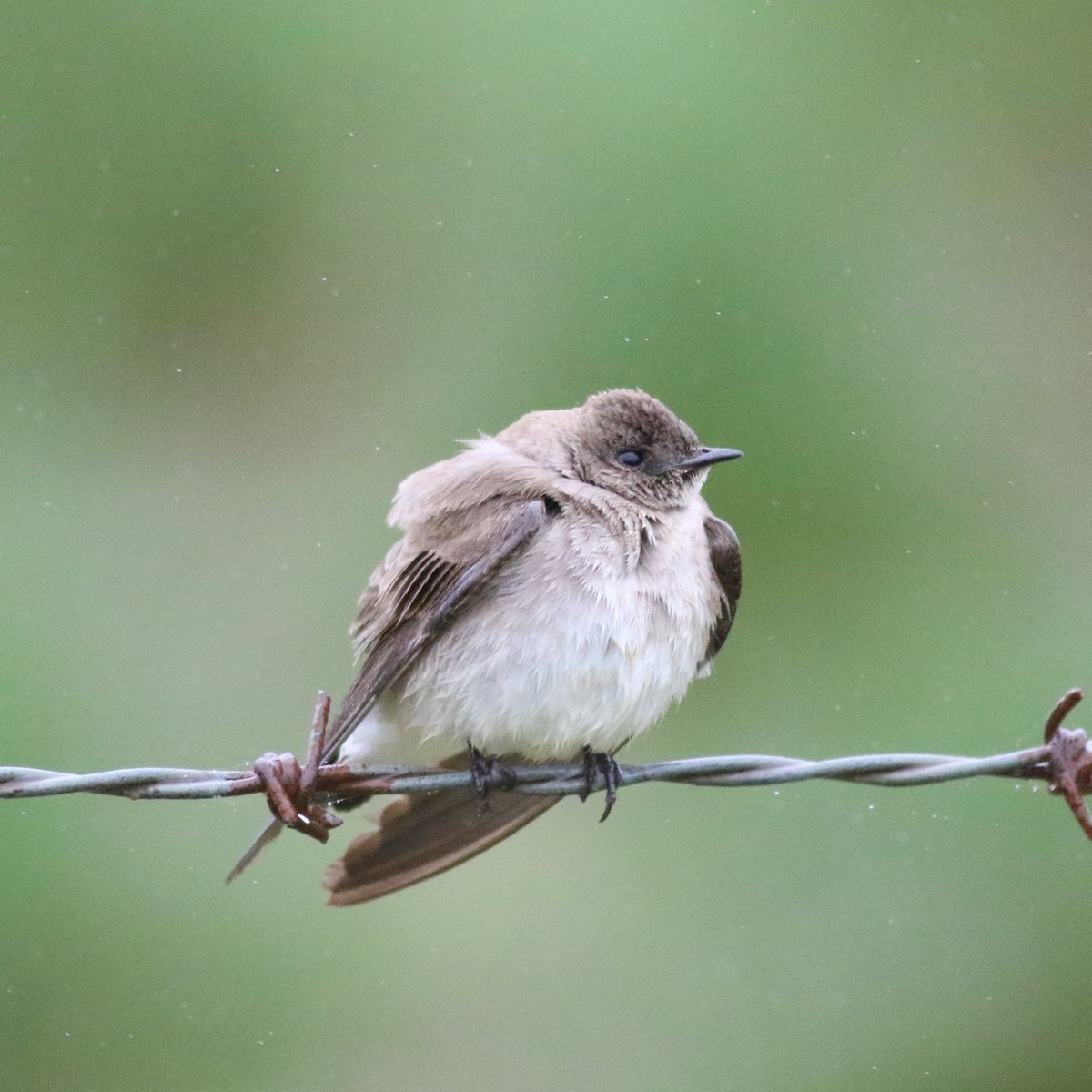 Northern Rough-winged Swallow - Ronald Goddard