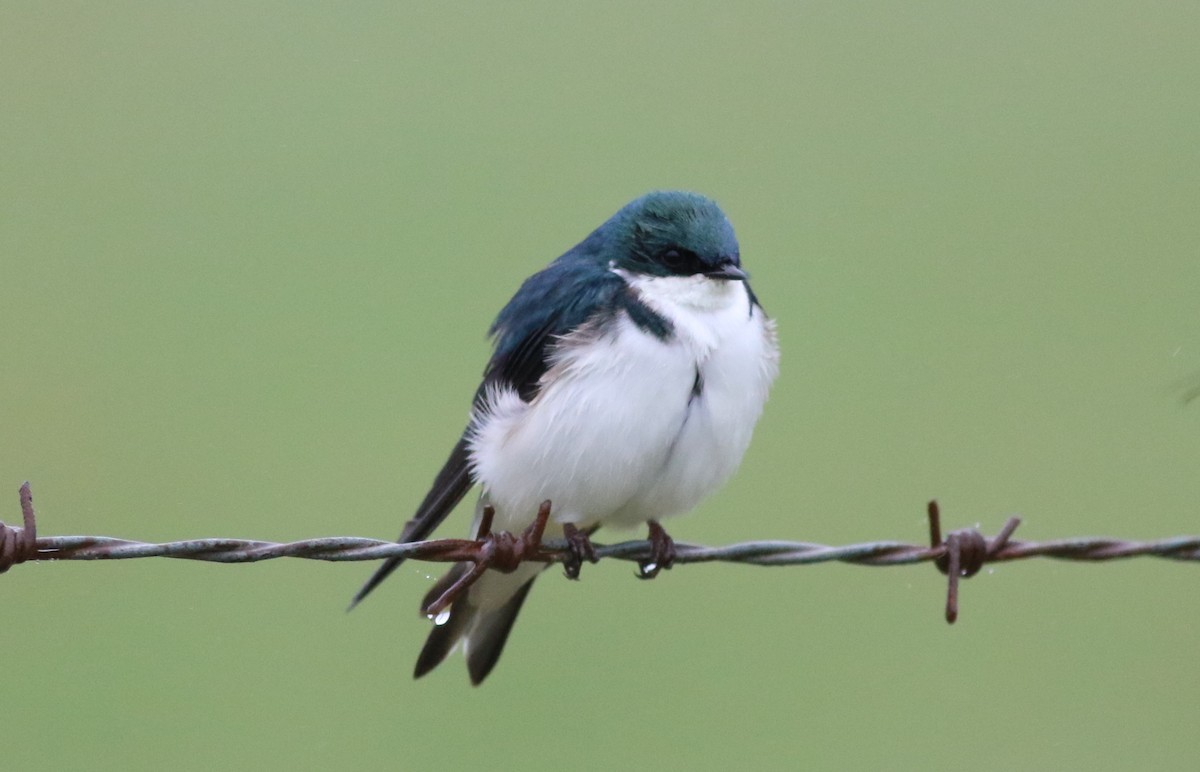 Tree Swallow - ML92661601