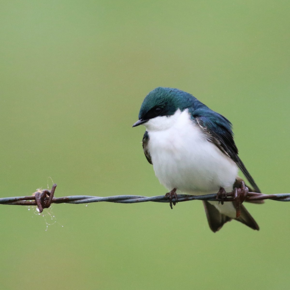 Tree Swallow - ML92661711