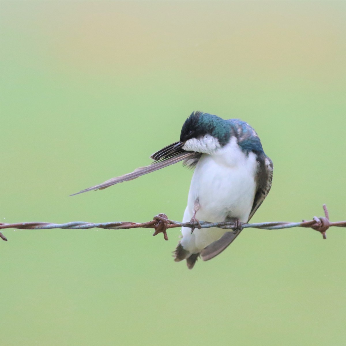 Tree Swallow - ML92661721