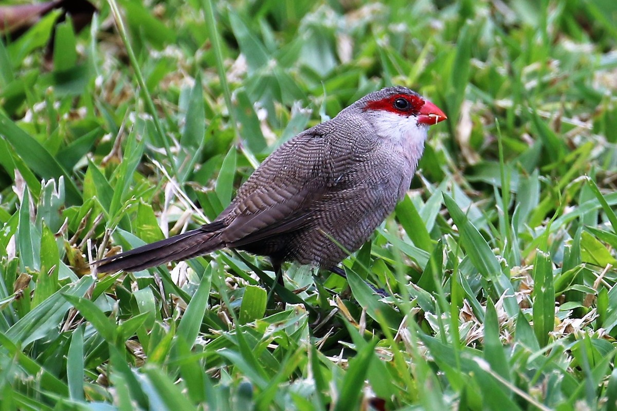 Common Waxbill - ML92661771