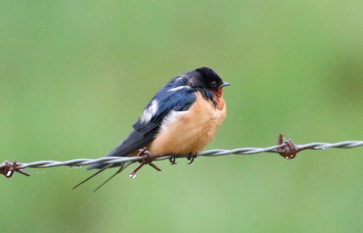 Barn Swallow - Ronald Goddard