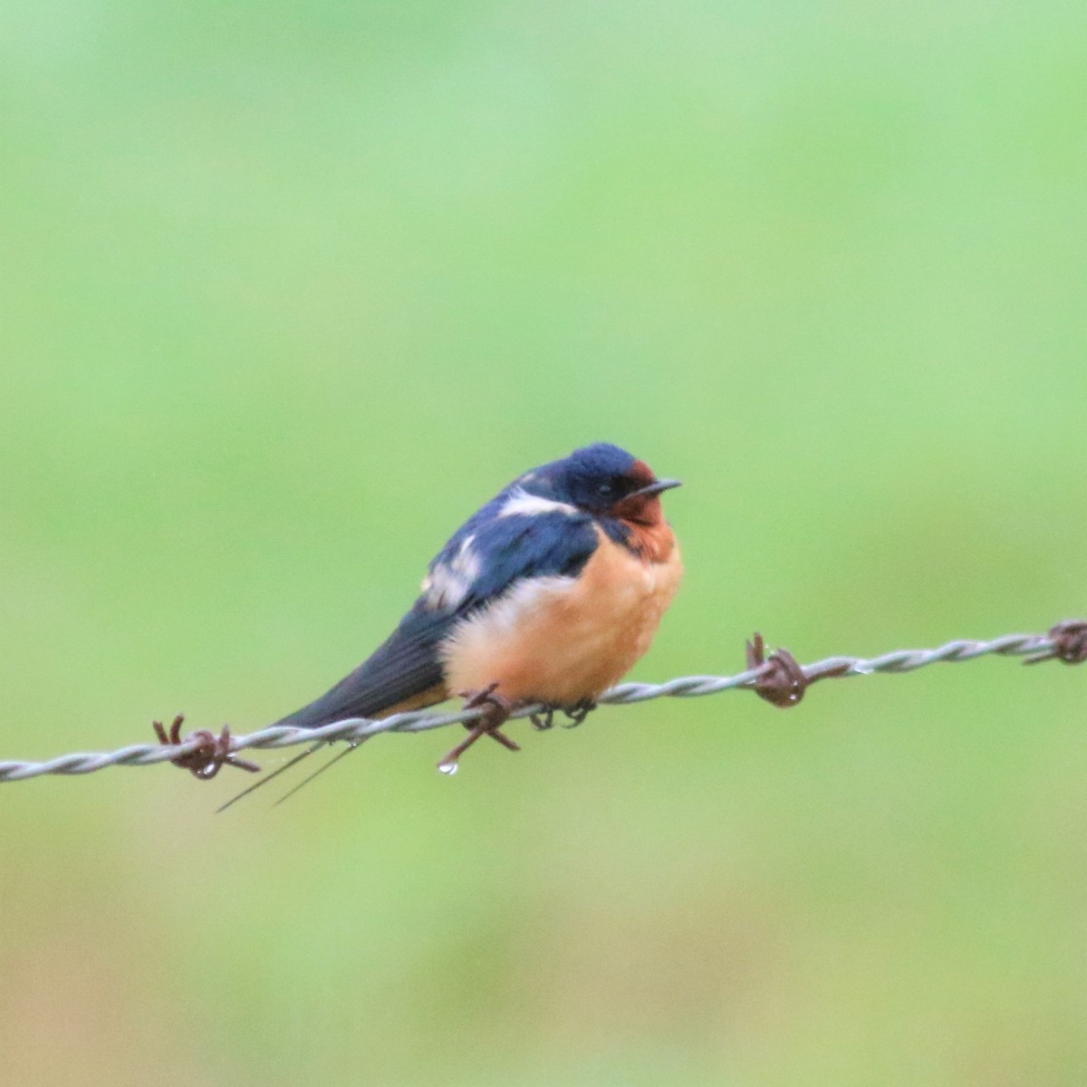 Barn Swallow - ML92661861