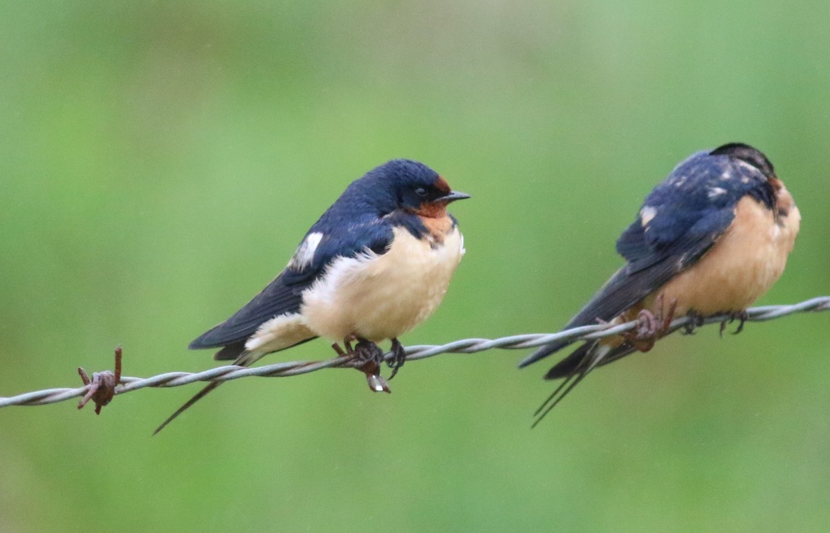 Barn Swallow - ML92661911