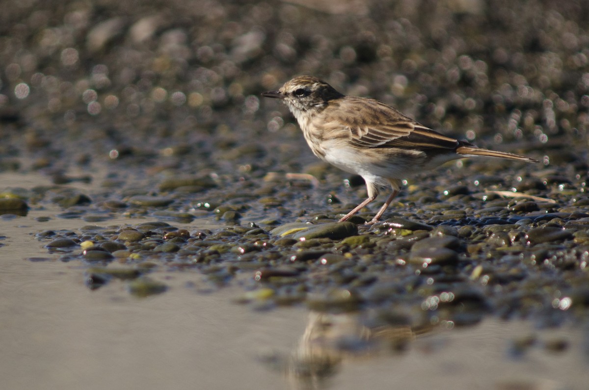 Pipit de Nouvelle-Zélande - ML92663551