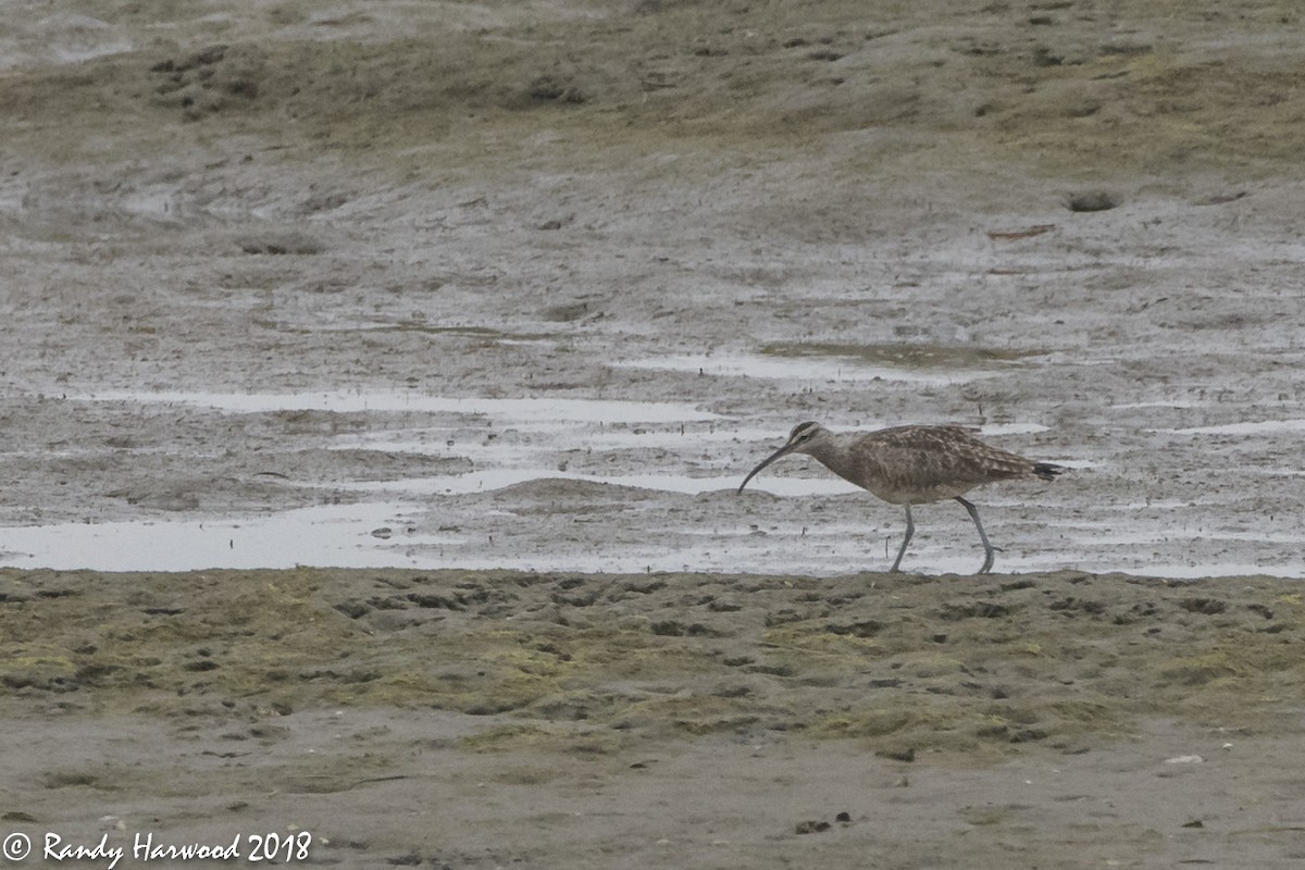 Whimbrel - Randy Harwood