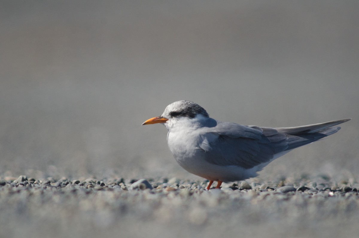 Black-fronted Tern - ML92663891