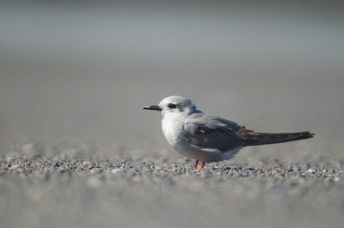 Black-fronted Tern - ML92663971