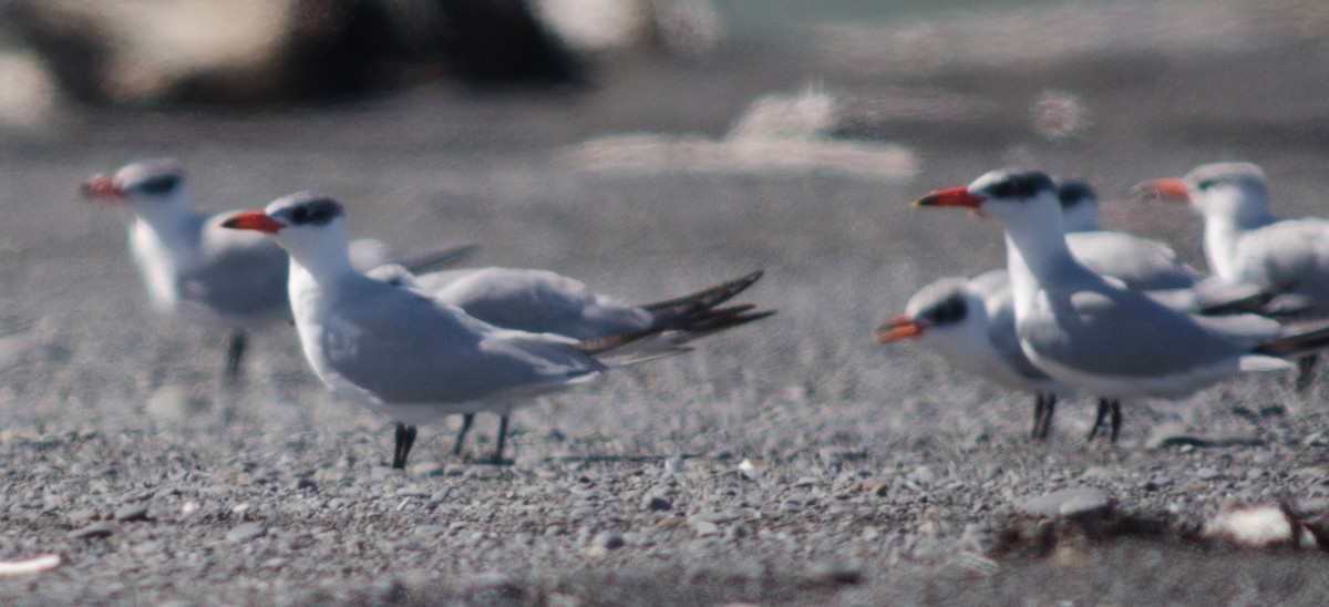 Caspian Tern - ML92664221