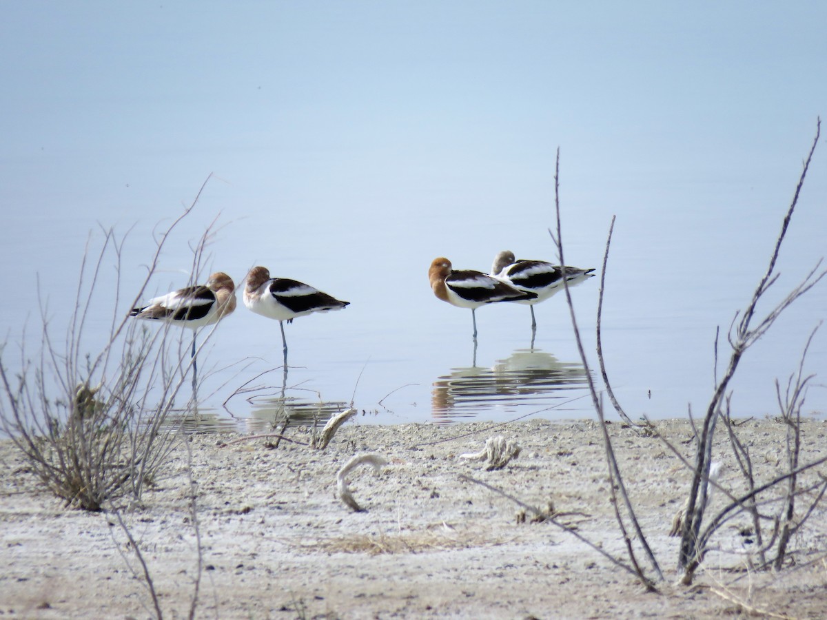 Avocette d'Amérique - ML92666671