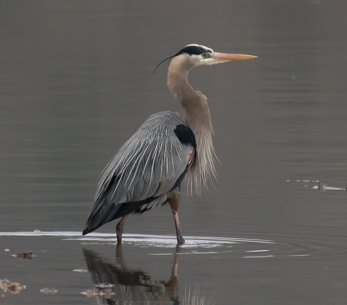 Great Blue Heron (Great Blue) - ML92670381