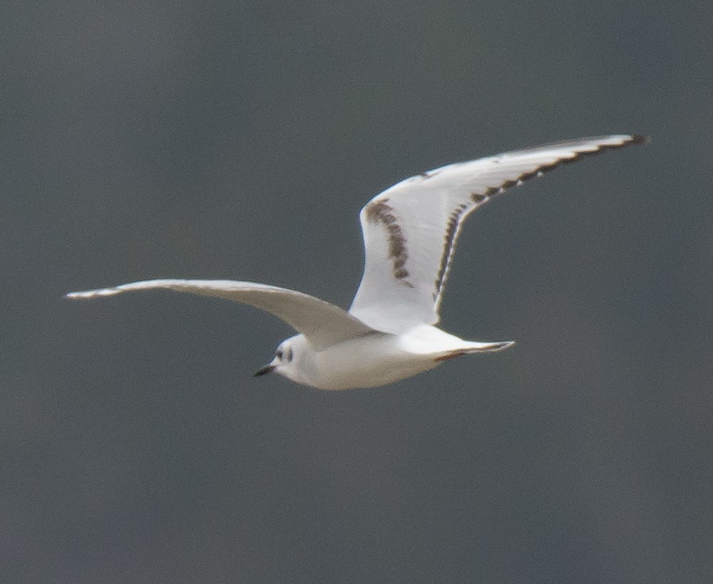 Mouette de Bonaparte - ML92670501