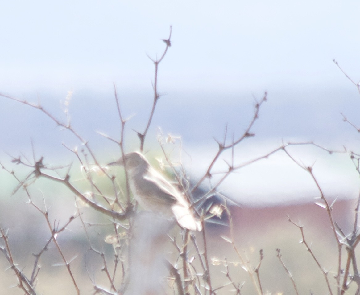Bendire's Thrasher - ML92671141