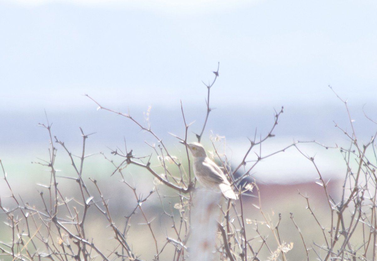 Bendire's Thrasher - ML92671161