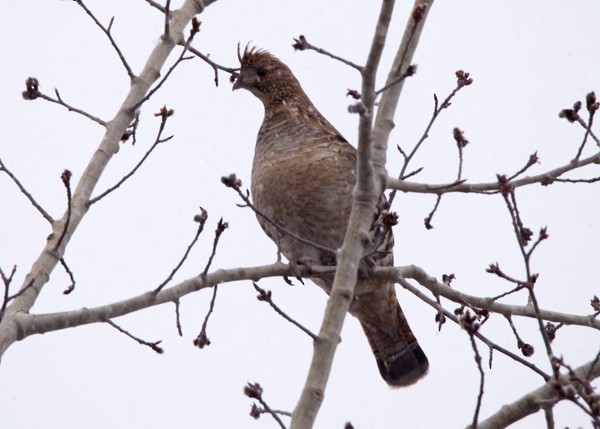 Ruffed Grouse - Lori Widmann