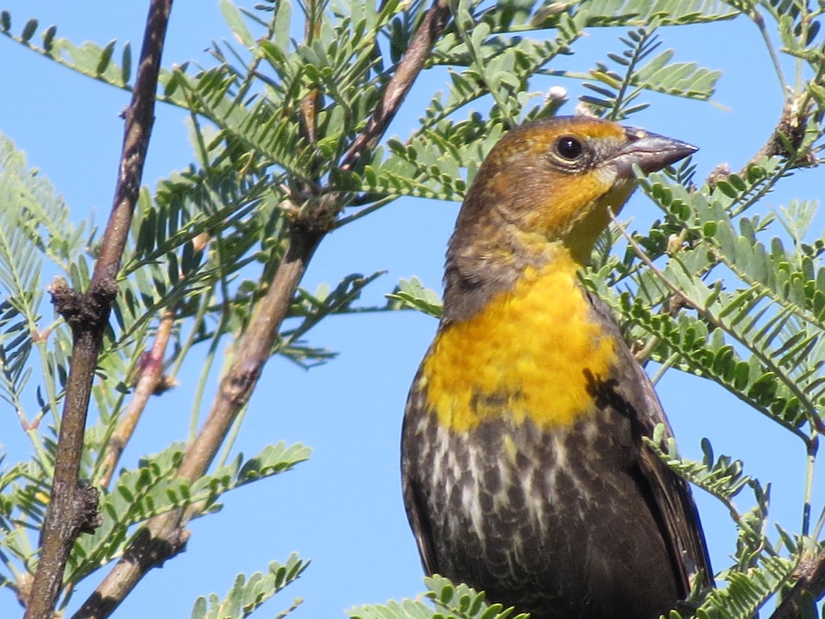 Tordo Cabeciamarillo - ML92672901