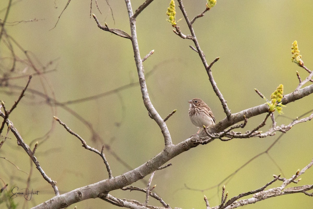 Vesper Sparrow - ML92673101