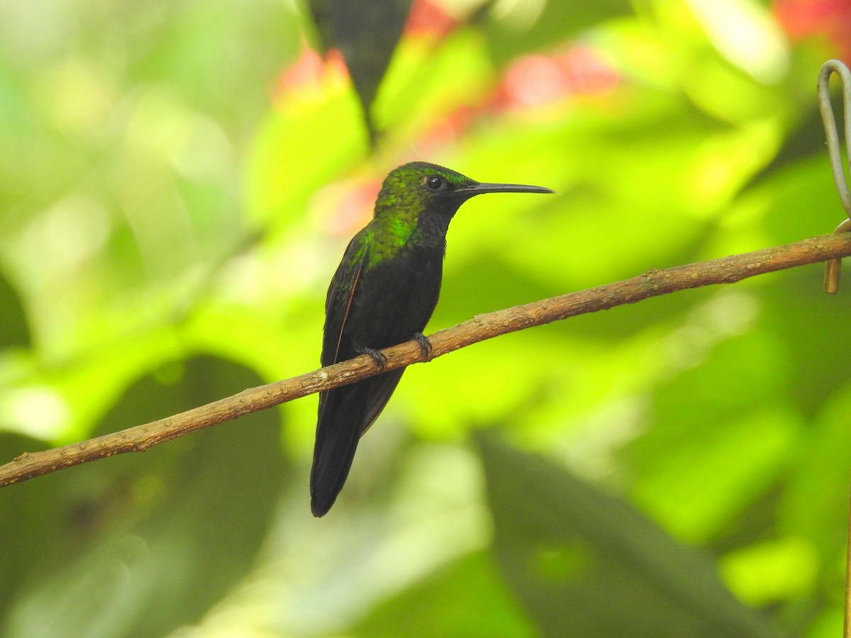 Black-throated Brilliant - Heidi Ware Carlisle