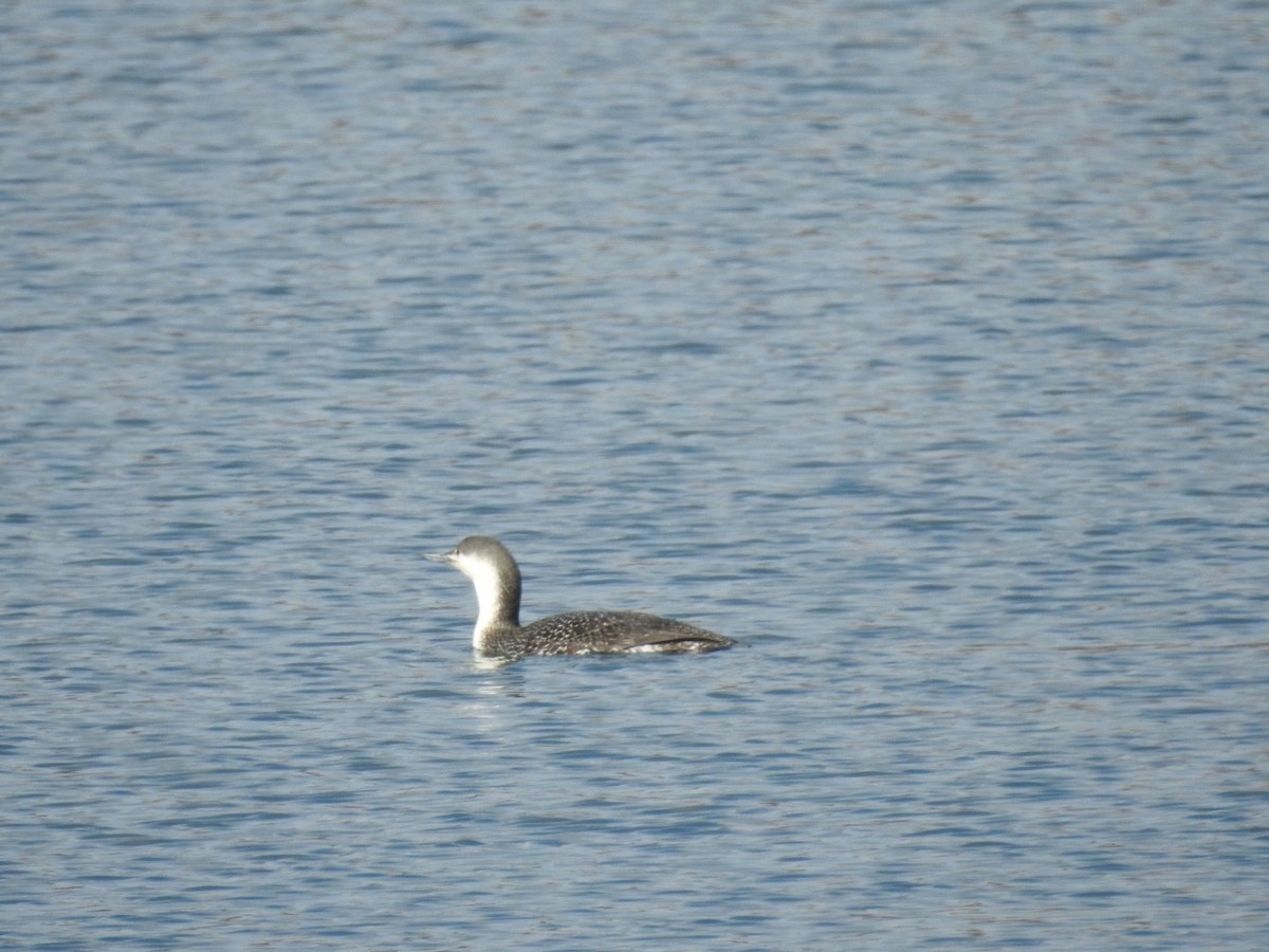 Red-throated Loon - ML92674351