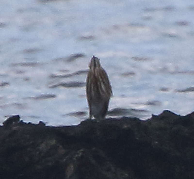 Striated Heron - ML92675051