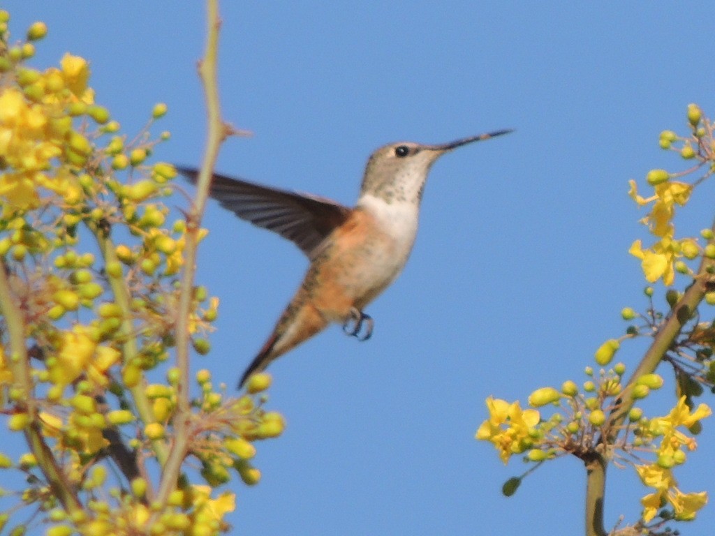 Rufous Hummingbird - ML92675181