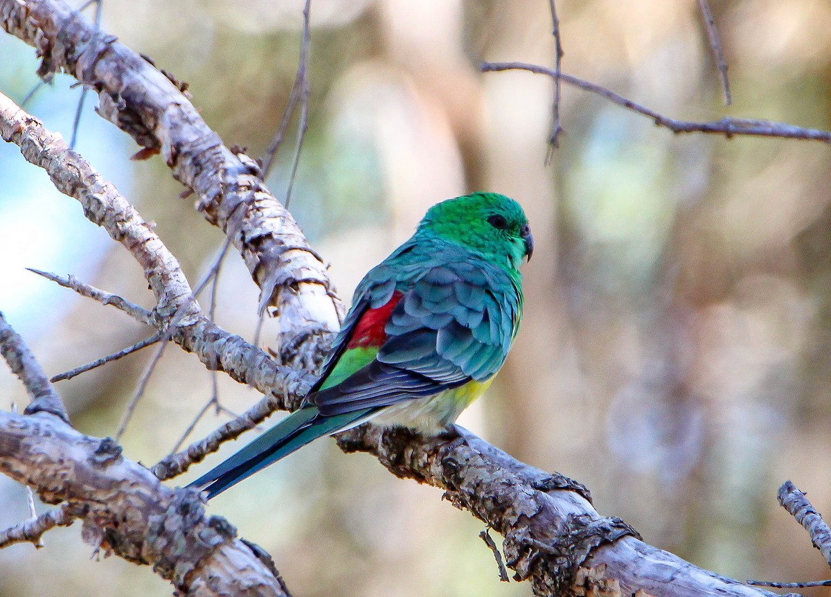 Red-rumped Parrot - ML92676091