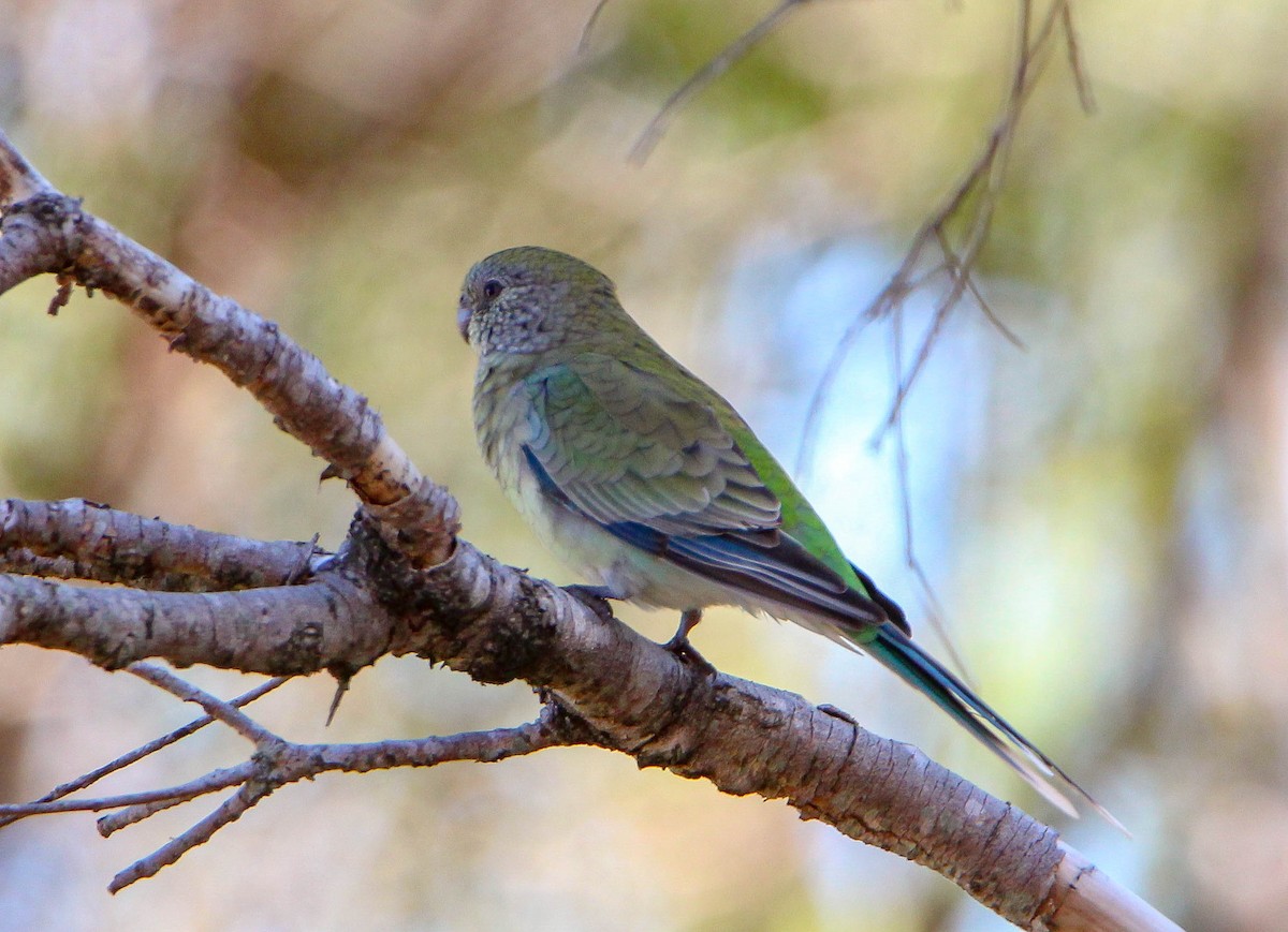 Red-rumped Parrot - ML92676101