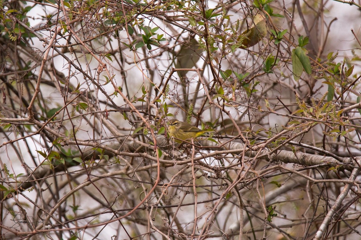 Palm Warbler - ML92676191