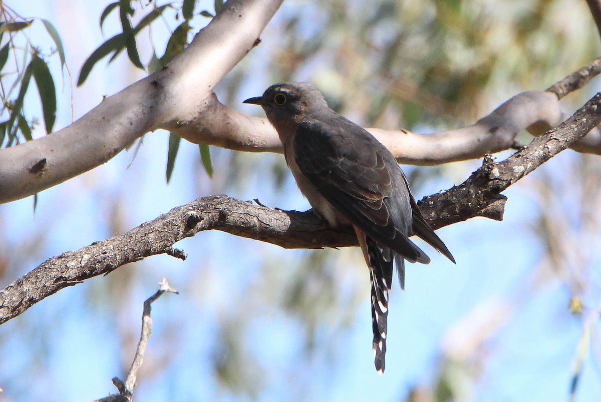 Fan-tailed Cuckoo - ML92676251