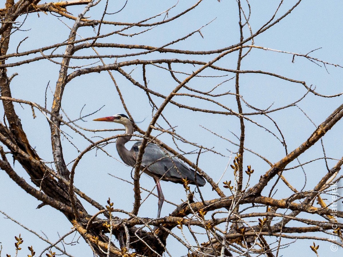 Great Blue Heron - Eric Matrejek