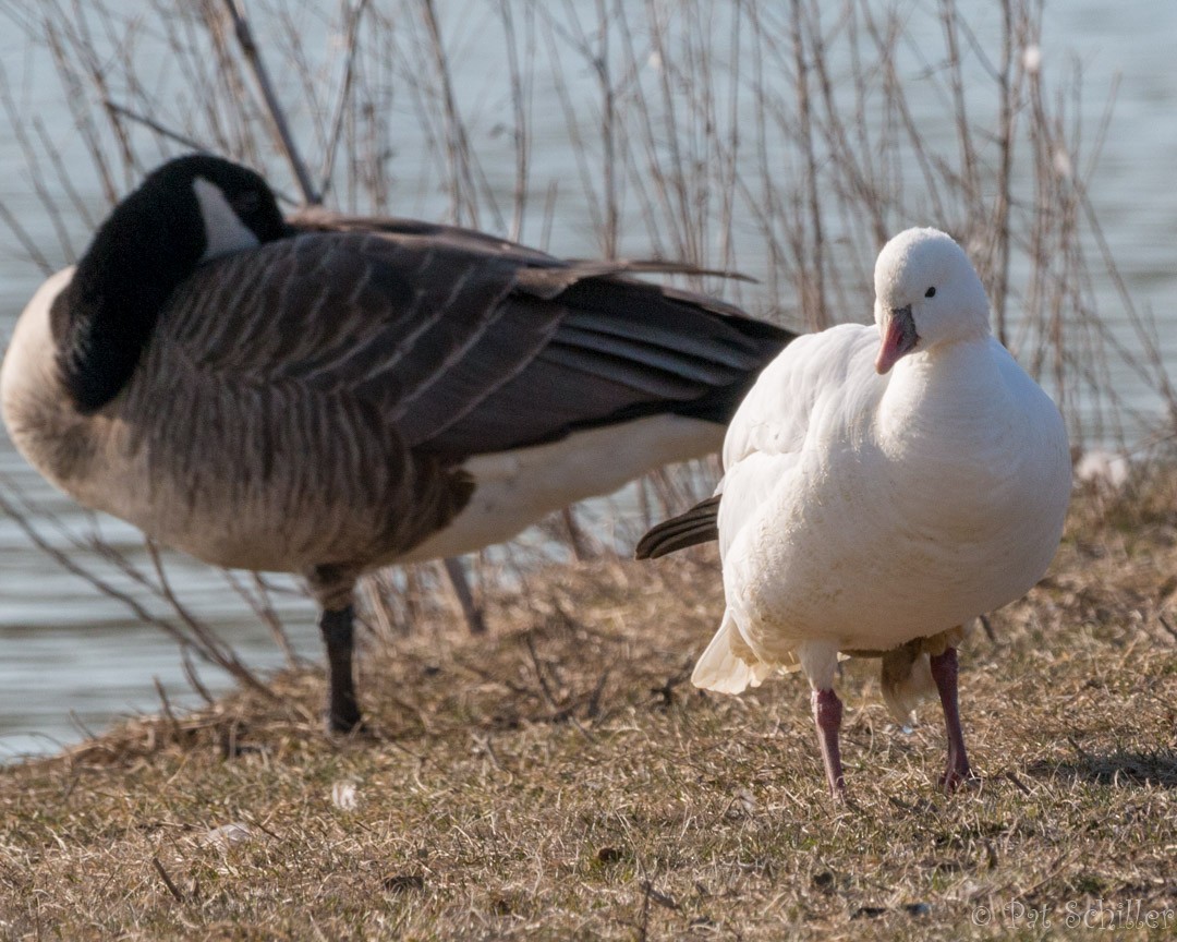 Ross's Goose - ML92677781