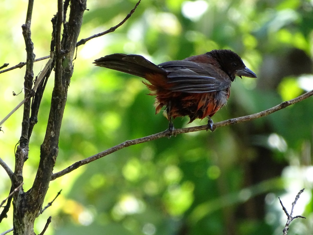 Crimson-backed Tanager - Yasmin Cerrud Henríquez