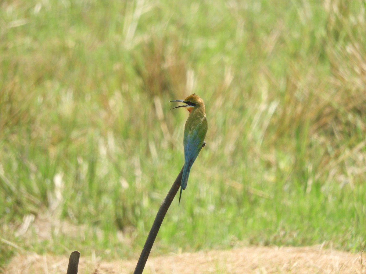 Blue-tailed Bee-eater - ML92680621