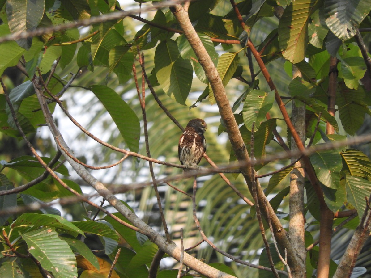 Chestnut-backed Owlet - ML92681101