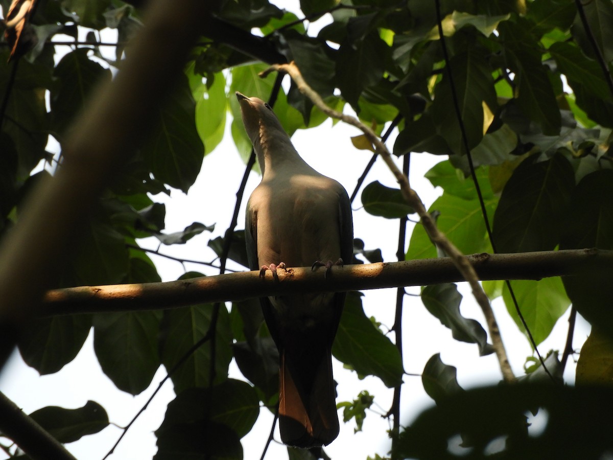 Green Imperial-Pigeon - Anonymous