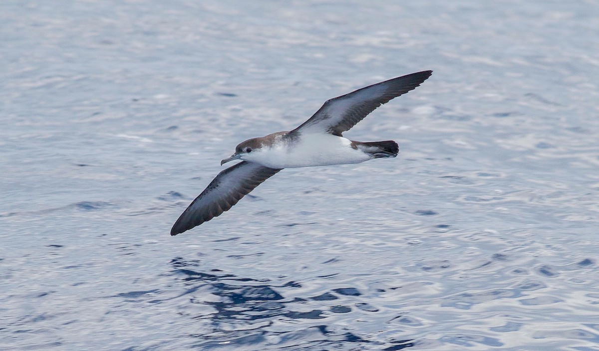 Audubon's Shearwater - Nick Pulcinella