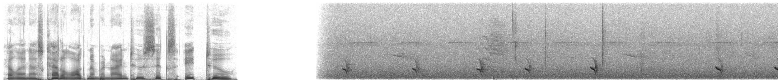 White-streaked Antvireo (White-streaked) - ML92682