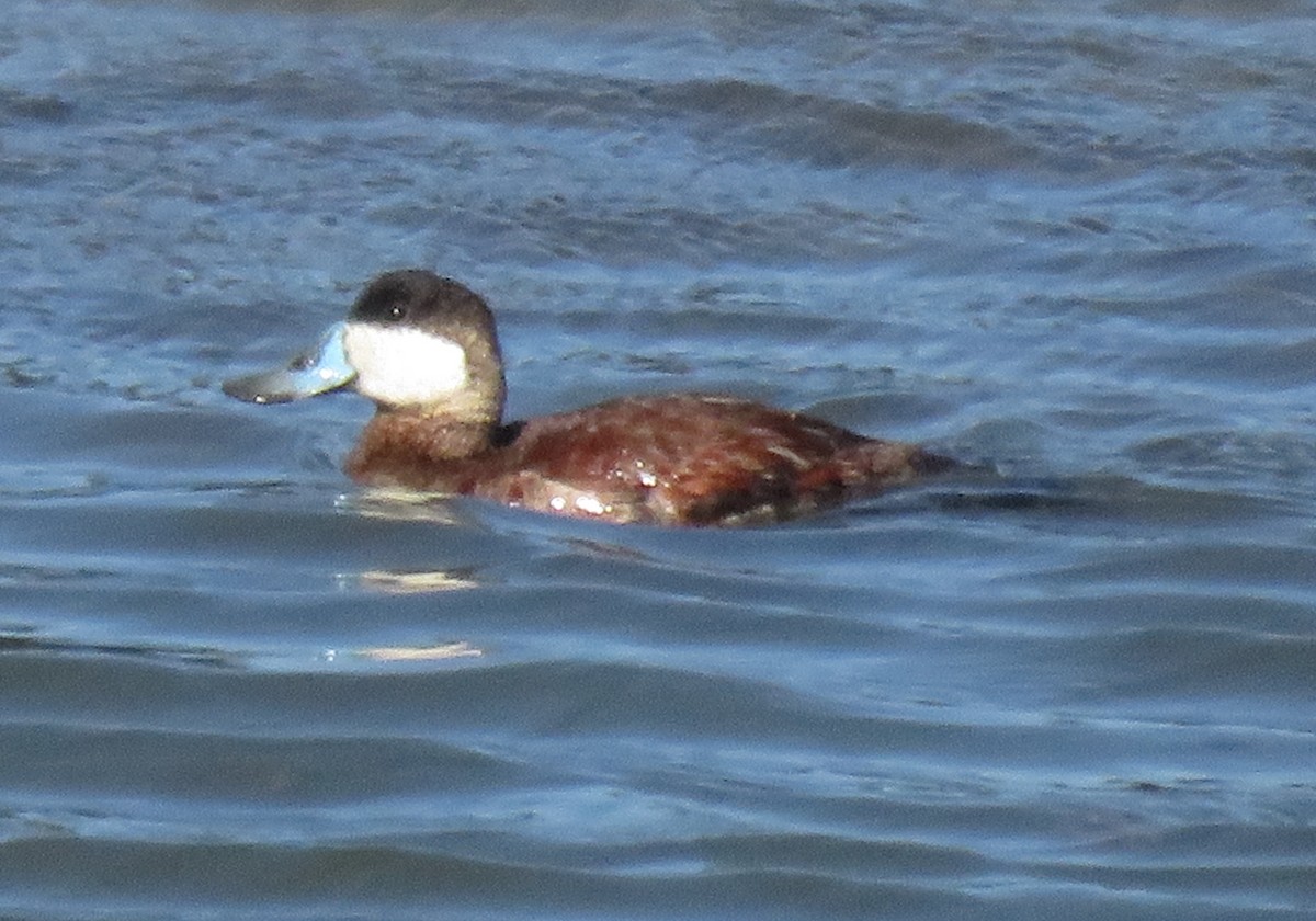 Ruddy Duck - ML92682501