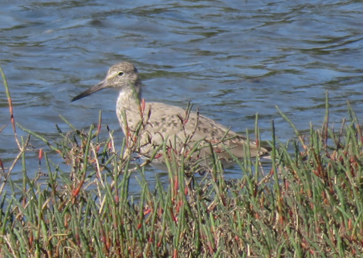 Willet - ML92682621