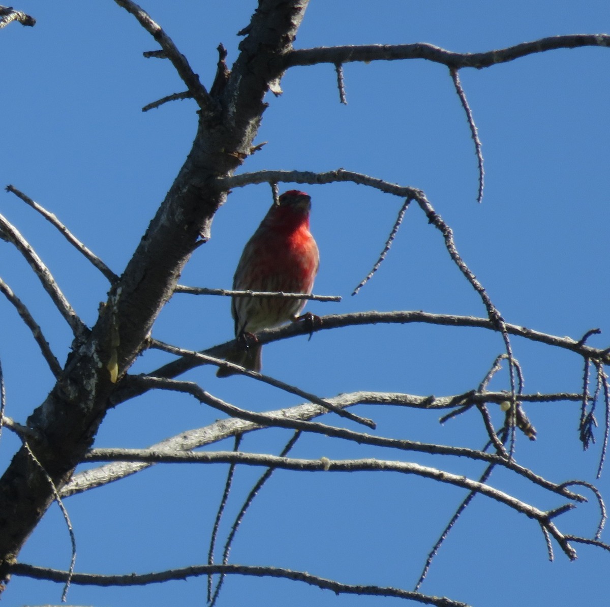 House Finch - ML92682841