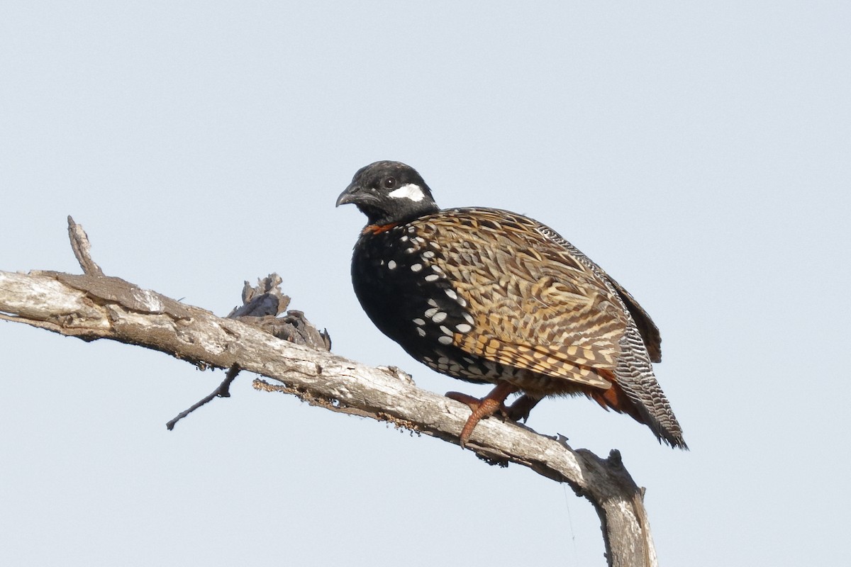 Black Francolin - Sharif Uddin