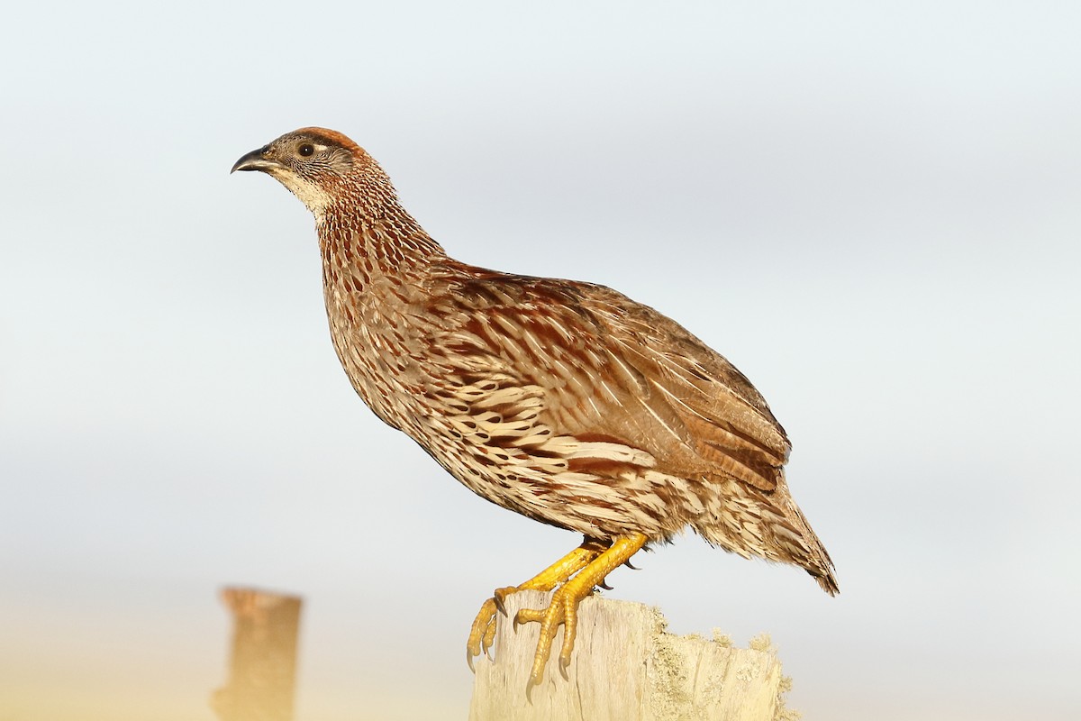 Erckel's Spurfowl - ML92684601