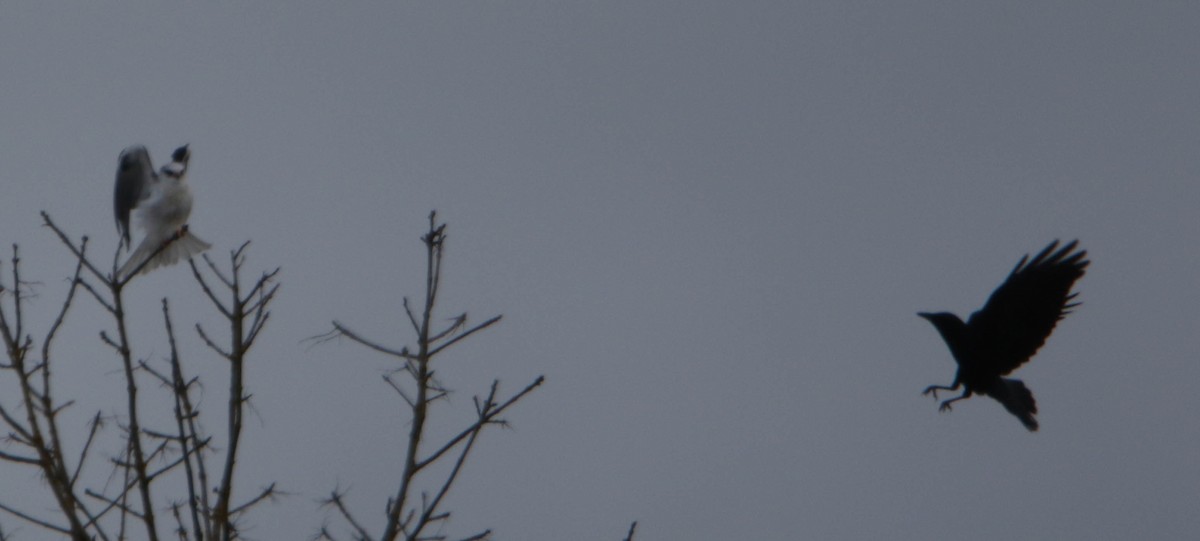 White-tailed Kite - ML92684731
