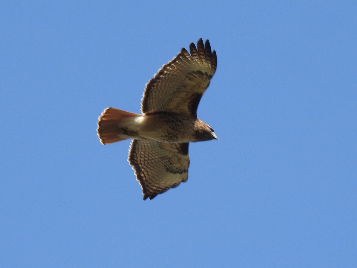 Red-tailed Hawk - David Baird
