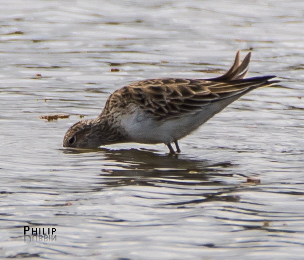 Pectoral Sandpiper - ML92686821