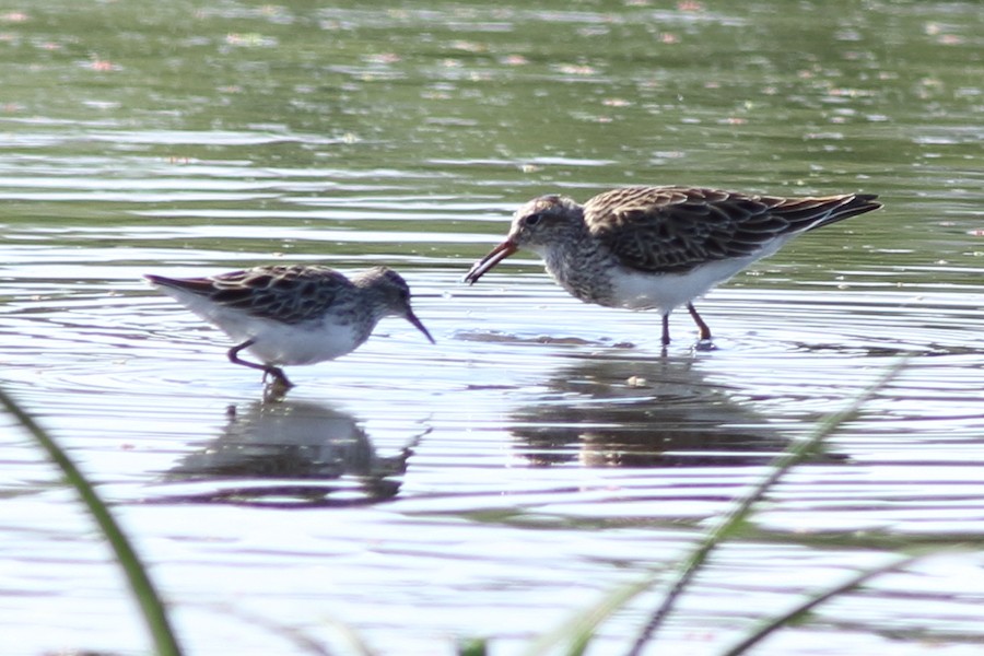 Pectoral Sandpiper - ML92688021