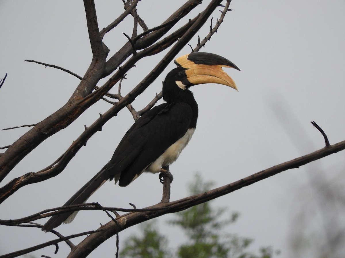 Malabar Pied-Hornbill - Anonymous