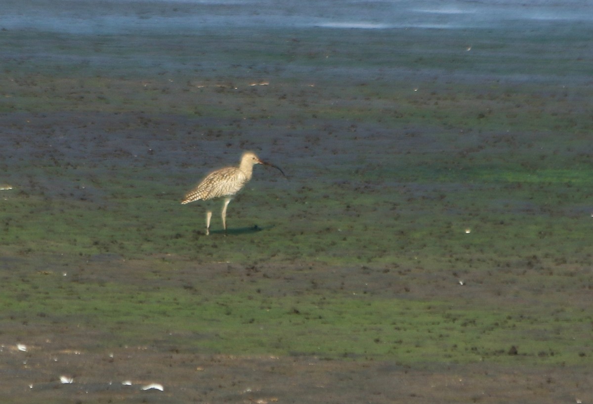 Eurasian Curlew - ML92690391