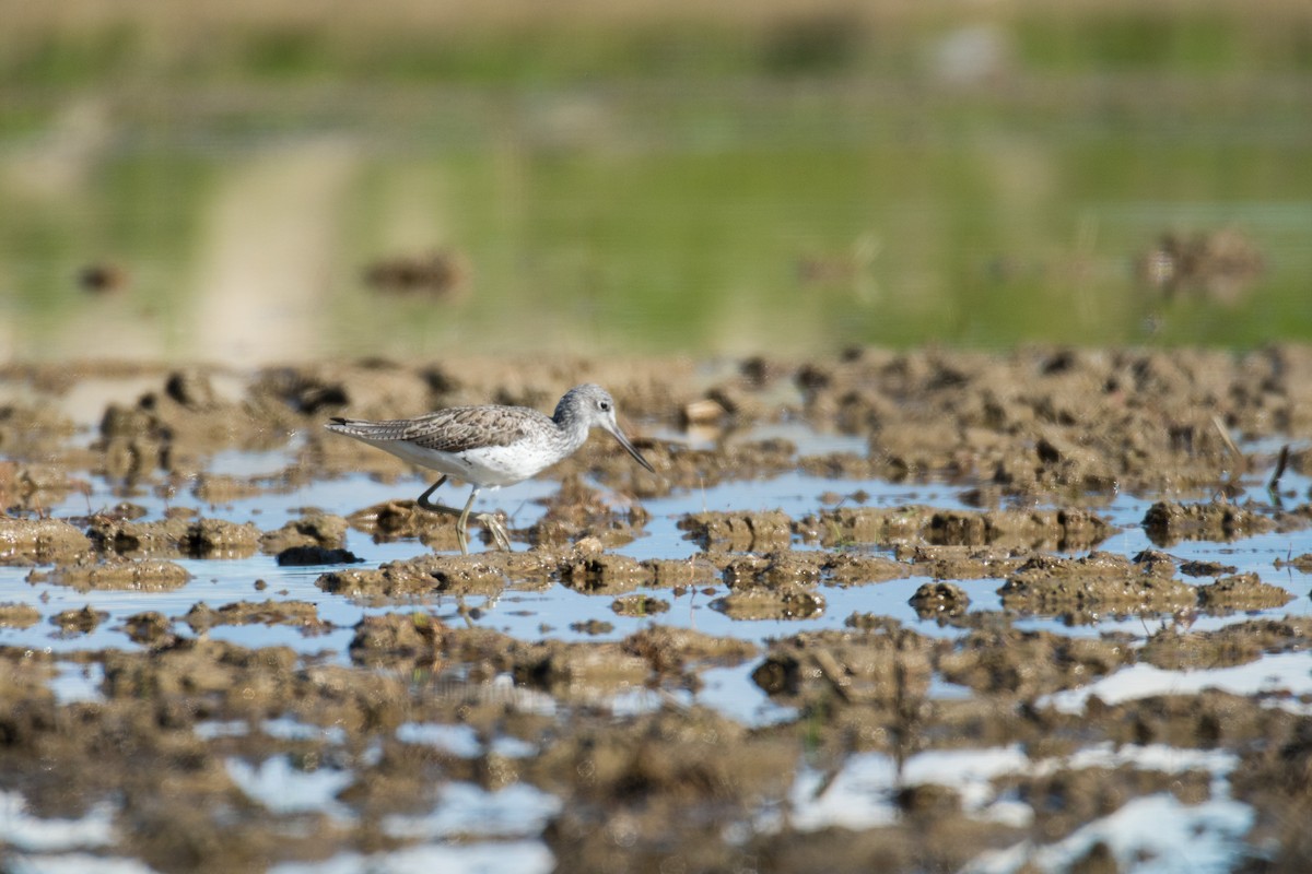 Common Greenshank - ML92691191